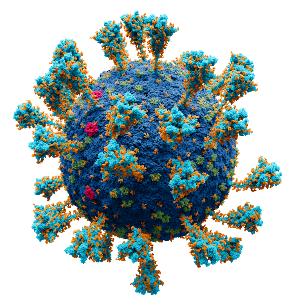 Influenza Virus