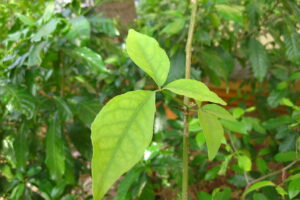 bael leaves