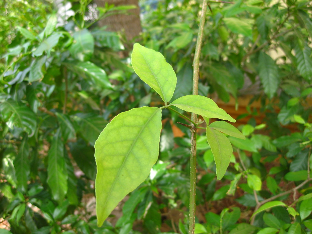 bael leaves