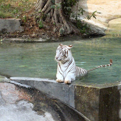 delhi-national-zoological-park