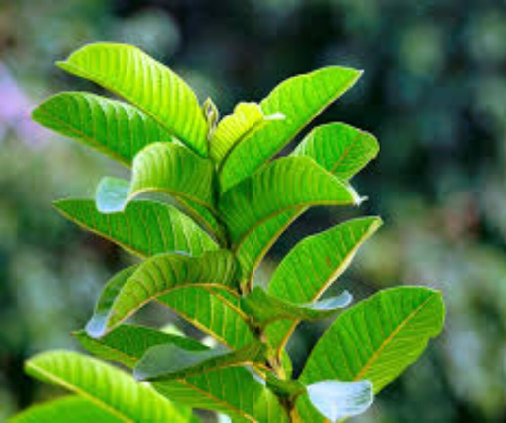 Health Tips : guava leaves