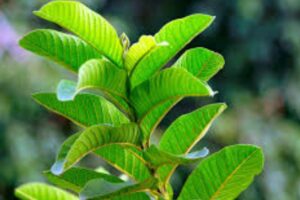 Health Tips : guava leaves