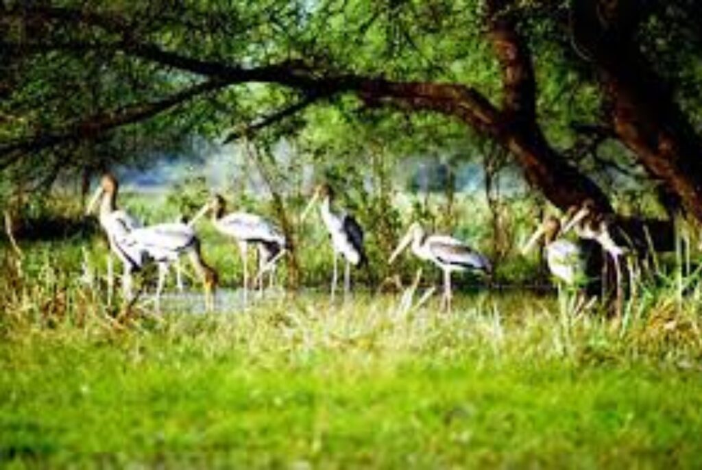 Bharatpur bird Sanctuary