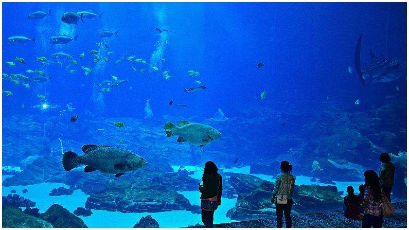 World’s Largest Aquariums :  ਵਿਸ਼ਵ ਦੇ ਸਭ ਤੋਂ ਵੱਡੇ ਅਤੇ ਪ੍ਰਸਿੱਧ 5 ਐਕੁਏਰੀਅਮ