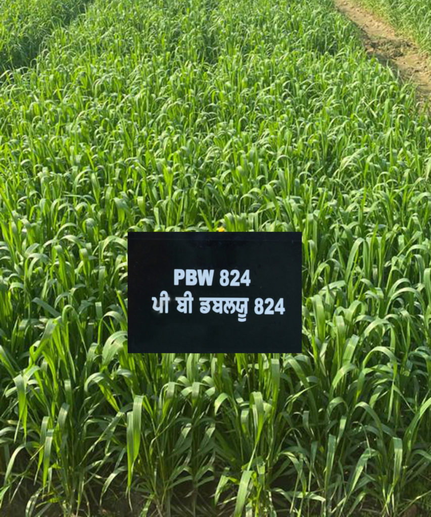 PAU ਨੇ ਪੰਜਾਬ ਦੇ ਕਿਸਾਨਾਂ ਨੂੰ ਪੰਜ ਨਵੀਆਂ ਕਿਸਮਾਂ ਕਾਸ਼ਤ ਲਈ ਸਿਫ਼ਾਰਸ਼ ਕੀਤੀਆਂ