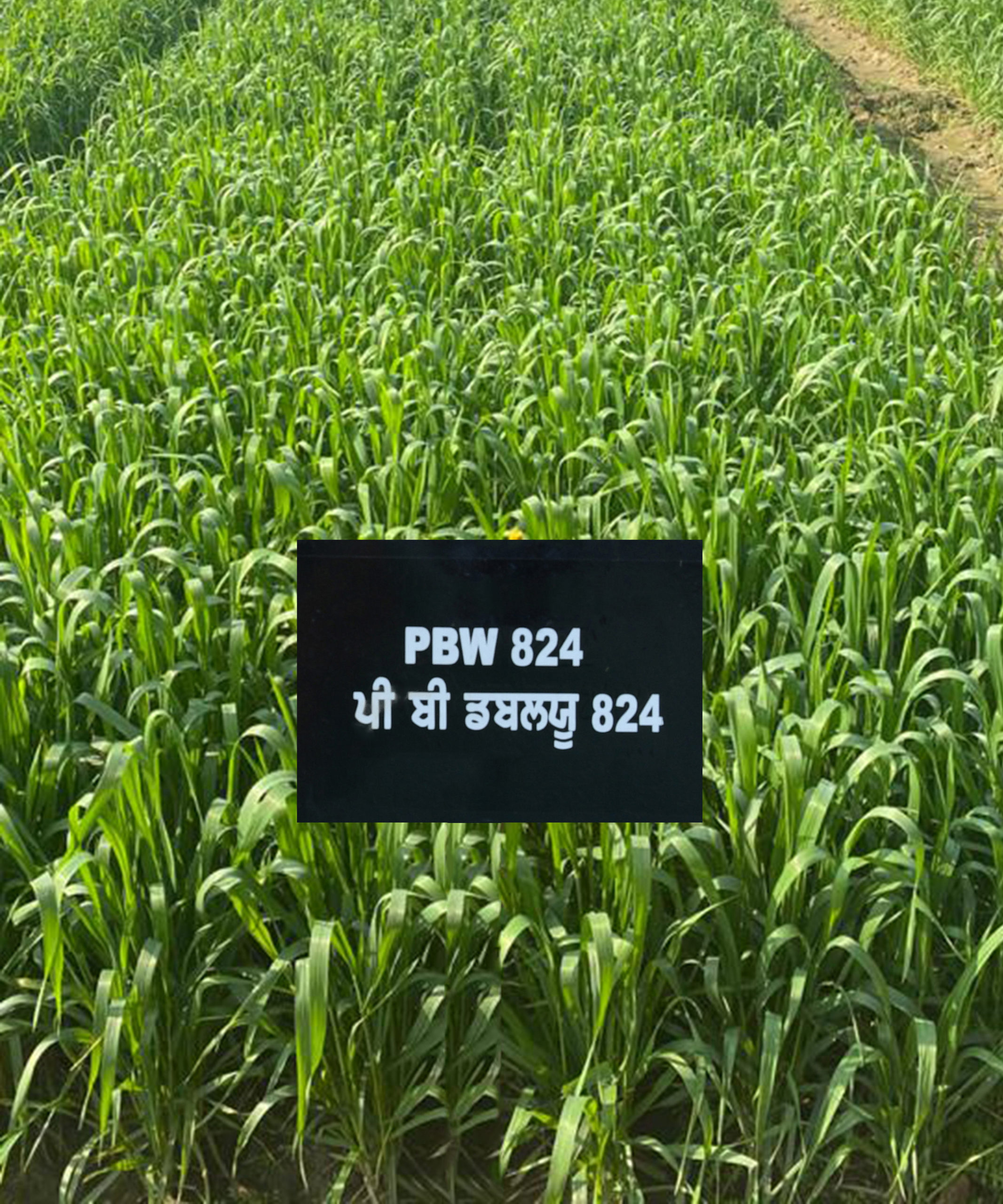 PAU ਨੇ ਪੰਜਾਬ ਦੇ ਕਿਸਾਨਾਂ ਨੂੰ ਪੰਜ ਨਵੀਆਂ ਕਿਸਮਾਂ ਕਾਸ਼ਤ ਲਈ ਸਿਫ਼ਾਰਸ਼ ਕੀਤੀਆਂ