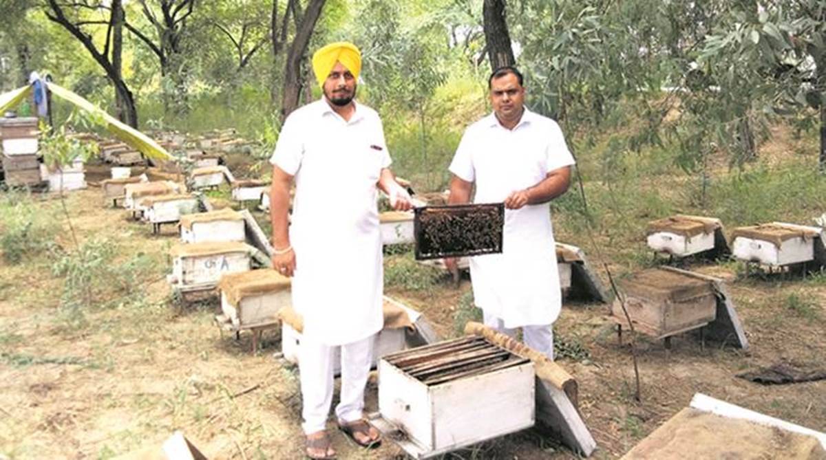 PAU ਵਿਚ ਸ਼ਹਿਦ ਮੱਖੀ ਪਾਲਕ ਐਸੋਸੀਏਸ਼ਨ ਦੇ ਮੈਂਬਰਾਂ ਲਈ ਵੈਬੀਨਾਰ ਹੋਇਆ