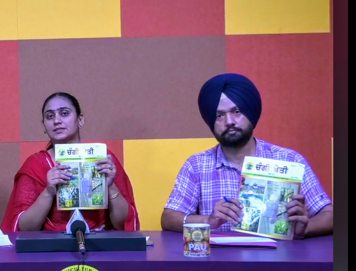 PAU ਦੇ ਲਾਈਵ ਪ੍ਰੋਗਰਾਮ ਵਿਚ ਨਰਮੇ ਅਤੇ ਬਾਗਬਾਨੀ ਬਾਰੇ ਮਾਹਿਰਾਂ ਨੇ ਕੀਤੀ ਗੱਲਬਾਤ