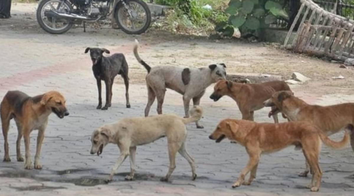 ਅਵਾਰਾ ਕੁੱਤਿਆਂ ਦੀ ਨਸਬੰਦੀ ਲਈ ਯਤਨ ਤੇਜ਼