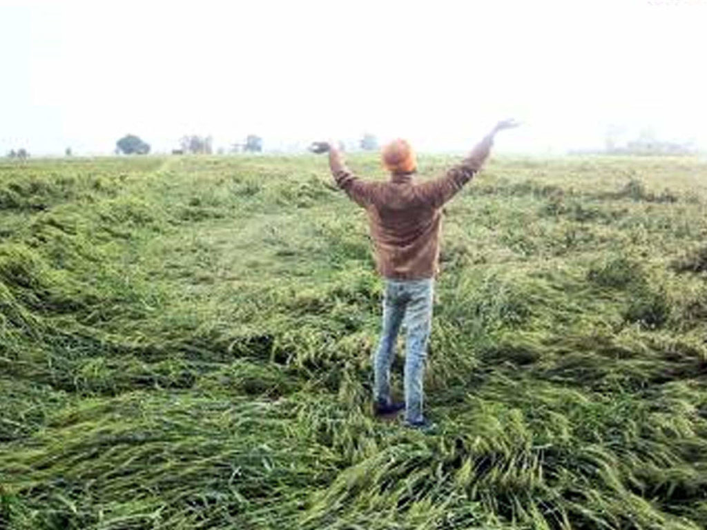 ਤੇਜ਼ ਬਰਸਾਤ ਨੇ ਕਿਸਾਨਾਂ ਦੀਆਂ ਉਮੀਦਾਂ ‘ਤੇ ਪਾਣੀ ਫੇਰਿਆ