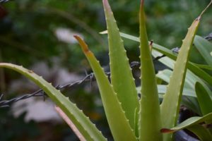 Aloe vera