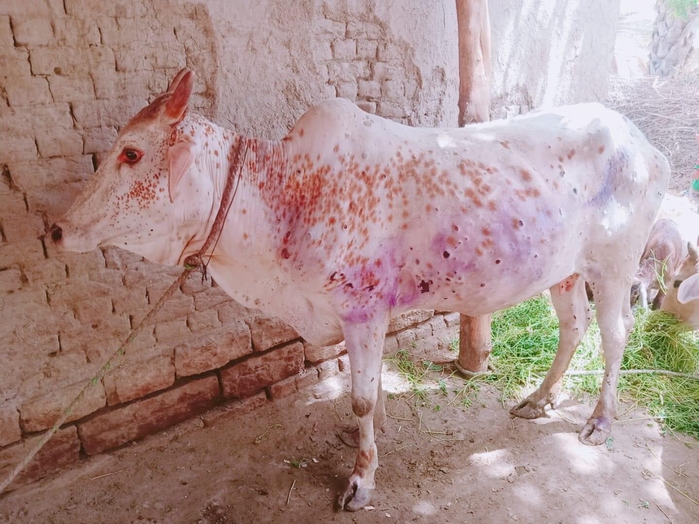 ਪੰਜਾਬ ‘ਚ ਜਾਨਵਰਾਂ ਅੰਦਰ ਫੈਲ ਰਹੀ ਲੰਪੀ ਸਕਿਨ ਬੀਮਾਰੀ,800 ਦੀ ਹੋਈ ਮੌਤ