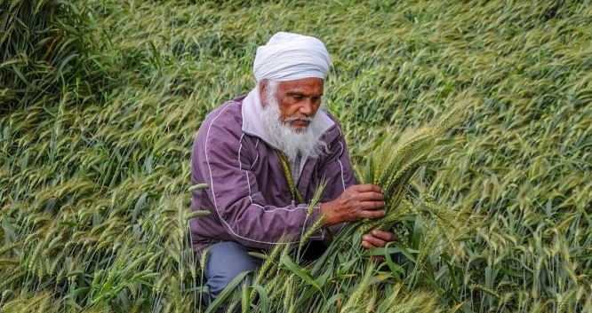 ਮੀਂਹ-ਗੜੇ ਨੇ ਮਚਾਈ ਤਬਾਹੀ , ਕਣਕ ਦੀ ਫਸਲ ਨੂੰ ਹੋਇਆ ਨੁਕਸਾਨ