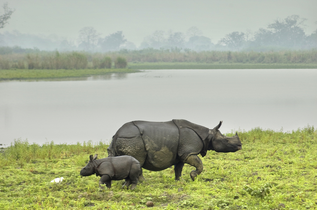 Kaziranga National Park: 15 ਅਕਤੂਬਰ ਤੋਂ ਸੈਲਾਨੀਆਂ ਲਈ ਮੁੜ ਖੁੱਲ੍ਹ ਜਾਵੇਗਾ ਕਾਜ਼ੀਰੰਗਾ ਨੈਸ਼ਨਲ ਪਾਰਕ