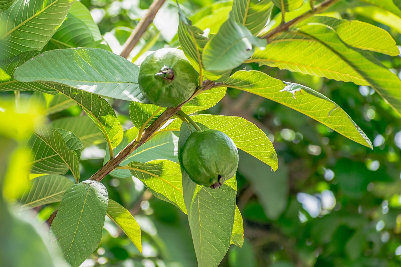Guava Leaf Benefits : ਅਮਰੂਦ ਦੇ ਪੱਤੇ ਖਾਣ ਨਾਲ ਮਿਲਦੇ ਹਨ ਇਹ 6 ਹੈਰਾਨੀਜਨਕ ਫਾਇਦੇ