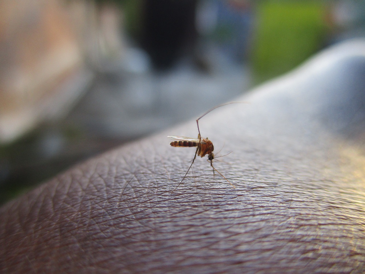 Dengue Prevention : ਬਰਸਾਤ ਦੇ ਮੌਸਮ ਦੌਰਾਨ ਡੇਂਗੂ ਦੀ ਕਿਵੇਂ ਕਰੀਏ ਰੋਕਥਾਮ? ਜਾਣੋ