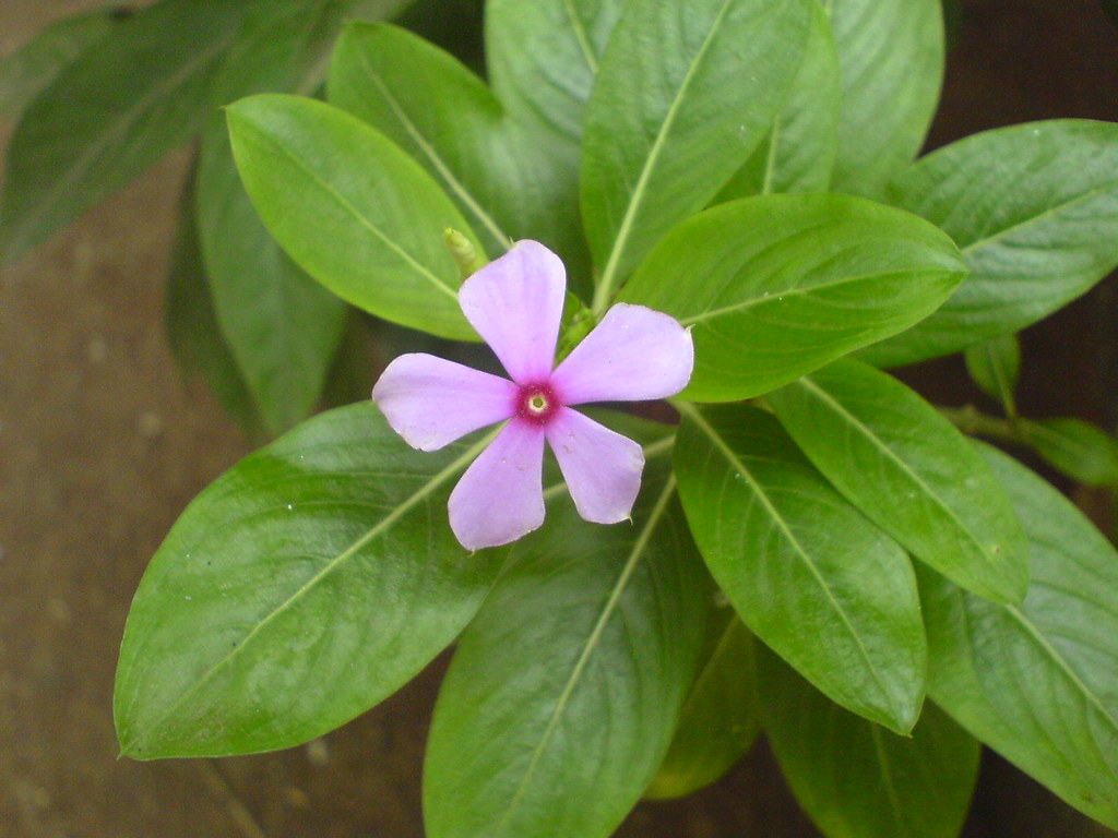 Sadabahar Phool ਨਾਲ ਸਿਹਤ ਨੂੰ ਮਿਲਦੇ ਹਨ ਬਹੁਤ ਲਾਭ