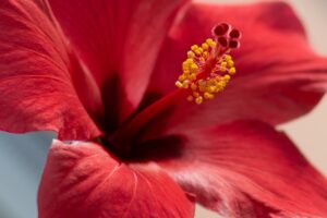 Hibiscus